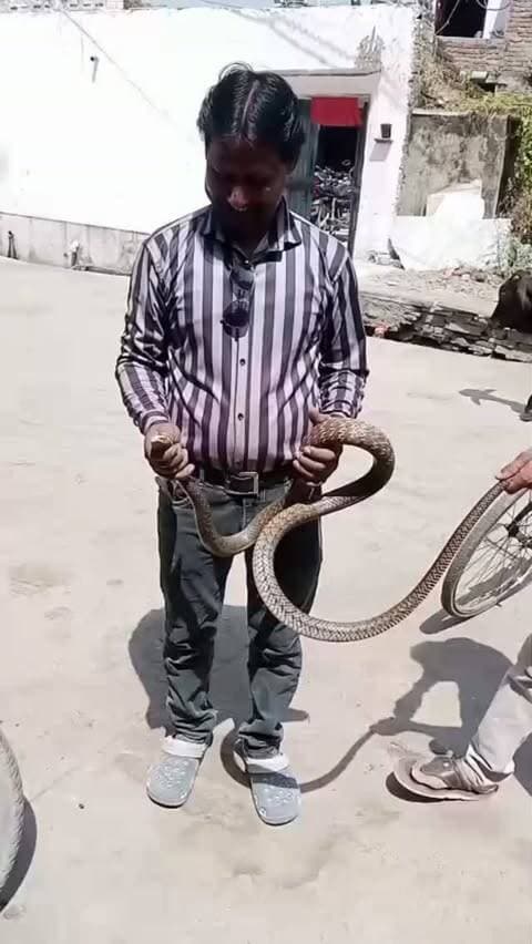 डगला खेड़ा में दिनदहाड़े दिखा 8-10 फीट लंबा धामन सांप 🐍 | सर्प प्रेमी रमेश चंद्र ने मौके पर पहुंचकर किया सुरक्षित रेस्क्यू