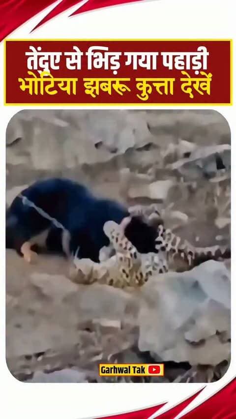 तेंदुए से भिड़ गया पहाड़ी भोटिया कुत्ता, VIDEO वायरल