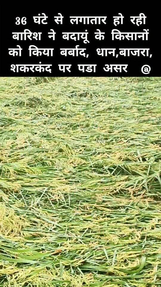 बदायूं में 36 घंटे से लगातार हो रही बारिश से किसान बर्बाद