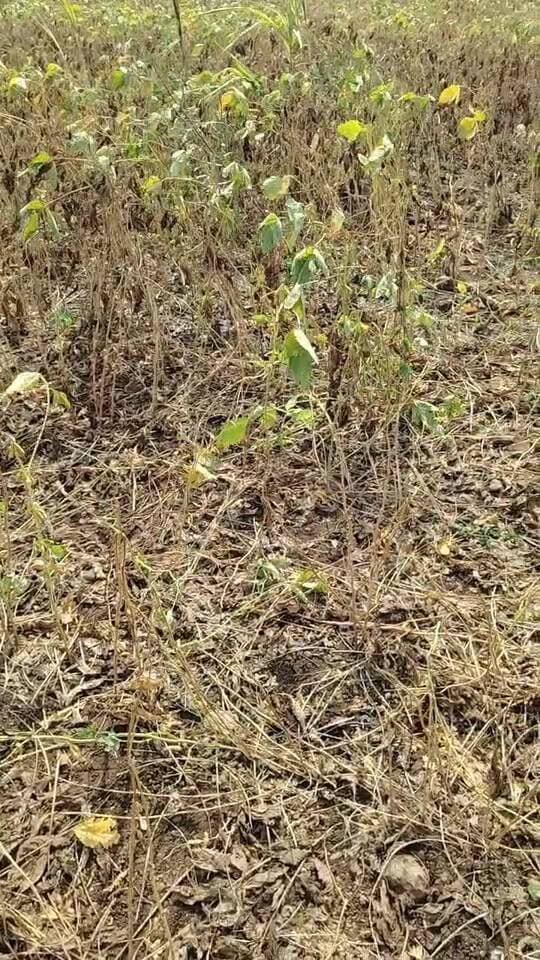 उपमुख्यमंत्री तथा बीडच्या पालकमंत्री सुनेत्राताई पवार यांचा माजलगाव तालुक्यातील माली पारगाव व धर्मवाडी येथे पिक पाहणी दौरा...
शेतकऱ्यांच्या काय व्यथा आणि कथा निश्घित पहा....