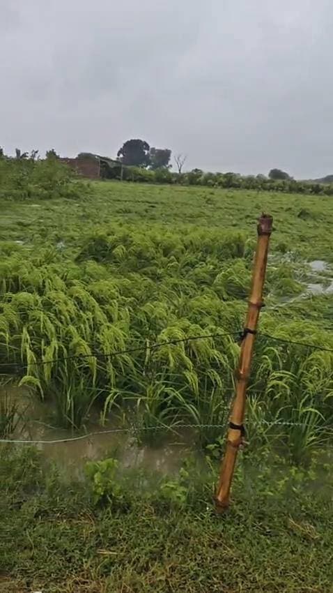 फर्रुखाबाद में बारिश से किसानों पर भारी प्रकोप, सबसे अधिक धान हुआ बर्बाद, 196 मिमी बारिश रिकॉर्ड
फर्रुखाबाद में शुक्रवार और शनिवार लगातार 2 दिन बारिश के नाम रहे है। पूरे प्रदेश के साथ ही फर्रुखाबाद में भी हर जगह जोरदार बारिश हो रही है। शनिवार को जिला प्रशासन के द्वारा जारी आंकड़ों के अनुसार 196 मिली मीटर बारिश रिकॉर्ड हुई है। जिसे बारिश का अंदाजा लगाया जा सकता है। बारिश का असर ग्रामीण इलाकों में भी दिखाई पड़ रहा है खास कर किसानों पर इसकी बड़ी मार देखने को मिल रही है।
आपके यहां कैसे हालात हैं आप बता सकते हैं ?