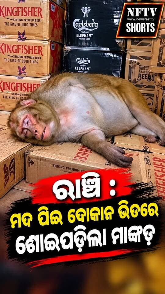 ରାଞ୍ଚି : ମଦ ପିଇ ଦୋକାନ ଭିତରେ ଶୋଇପଡ଼ିଲା ମାଙ୍କଡ଼
#Ranchi #Ormanjhi #Monkey #DrunkMonkey #FunnyMonkey #MonkeyViral #ViralVideo #ViralReels #FunnyVideo #TrendingReels #ReelsIndia #FacebookReels #InstagramReels #RanchiNews #JharkhandNews #ViralNews #NewsUpdate #NFTV #NFTVShorts