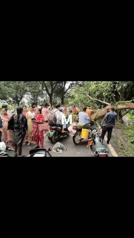 सरैया सिन्हा मुख्य मार्ग पर बिंदटोली गांव के समीप विशाल पेड़ गिरने से आवागमन बंद महिला टीचर सेल्फी लेती