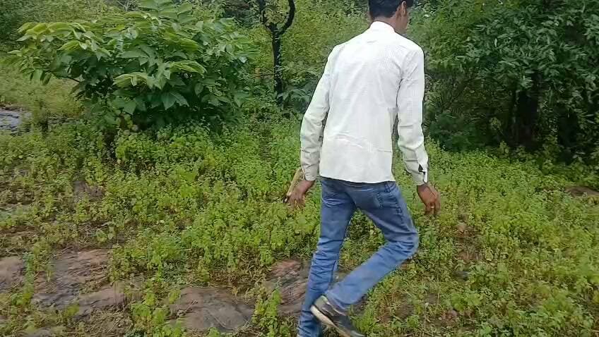 नीलगाय के बच्चे का सुरक्षित रेस्क्यू, उपचार के बाद जंगल में छोड़ा
रैपुरा। दक्षिण पन्ना वनमंडल के रैपुरा वन परिक्षेत्र में वन अमले की तत्परता से शनिवार, 26 सितंबर को एक नीलगाय के बच्चे का सुरक्षित रेस्क्यू किया गया।
सुबह करीब 9:30 बजे सूचना मिली कि अधराड़ बीट के ग्राम माधोपुरा में एक नीलगाय का बच्चा पालतू मवेशियों के साथ ग्रामीण अजय सिंह के घर पहुंच गया है। सूचना मिलते ही वन परिक्षेत्र अधिकारी, रैपुरा के निर्देशन में वन अमला मौके पर पहुंचा और नीलगाय के बच्चे को सुरक्षित अपने कब्जे में लिया।
आवश्यक पंचनामा कार्रवाई के बाद उसे पशु चिकित्सालय रैपुरा ले जाया गया, जहां पशु चिकित्सक ने उसका स्वास्थ्य परीक्षण कर प्राथमिक उपचार किया। स्वस्थ पाए जाने के बाद नीलगाय के बच्चे को अधराड़ बीट के उपयुक्त वन क्षेत्र में सुरक्षित छोड़ दिया गया।
इस रेस्क्यू और उपचार की कार्रवाई में वनपाल प्रेमशंकर सिंह एवं सुमंत कुमार जगेत की महत्वपूर्ण भूमिका रही।
वन्यजीवों की सुरक्षा में वन अमले की तत्परता सराहनीय।
#रैपुरा #पन्ना #दक्षिणपन्ना #वनविभाग #नीलगाय #वन्यजीव #WildlifeRescue #Panna