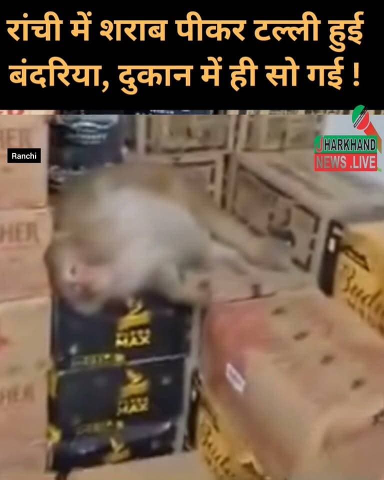 शराब की दुकान में घुसे बंदर का ड्रामा, पूरी बोतल पीते ही टल्ली हो गया, रांची की वाइन शॉप का Video !