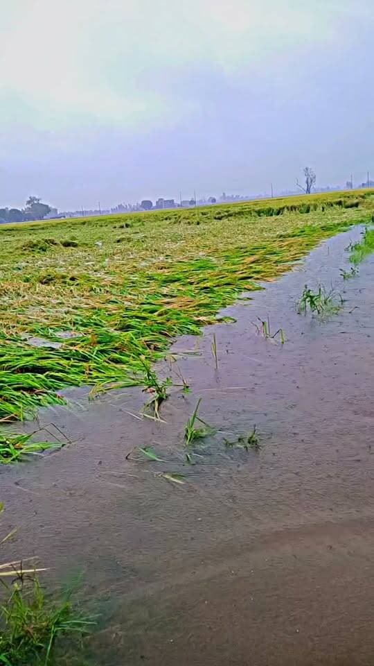भारी बारिश से धान की फसल बर्बाद, किसानों की 6 महीने की मेहनत पानी में डूबी
(उधम सिंह नगर):
क्षेत्र में पिछले कुछ दिनों से लगातार हो रही भारी बारिश और जलभराव के कारण किसानों की कमर टूट गई है। खेतों में पककर तैयार खड़ी धान की फसल जलमग्न हो गई है, जिससे किसानों के महीनों की मेहनत और लागत पर पानी फिर गया है। भारी बारिश के चलते किसानों के चेहरों पर मायूसी छा गई है और अन्नदाता के सामने अब आर्थिक संकट गहराने लगा है।
खेतों में बिछी फसल, दाने सड़ने की कगार पर
किसानों का कहना है कि धान की फसल कटाई के बिल्कुल करीब थी या कई जगहों पर कटाई का कार्य शुरू ही हुआ था कि अचानक हुई मूसलाधार बारिश ने सब कुछ तहस-नहस कर दिया। खेत में पानी भर जाने के कारण धान की बालियां पूरी तरह डूब गई हैं। लगातार पानी भरा रहने से अब धान के दाने काले पड़ने और सड़ने लगे हैं, जिससे फसल के पूरी तरह बर्बाद होने की आशंका है।
लागत निकालना भी हुआ मुश्किल
किसानों ने दर्द बयां करते हुए बताया कि उन्होंने इस फसल के लिए महंगे बीज, खाद, कीटनाशक और जुताई-सिंचाई में भारी कर्ज लेकर पूंजी लगाई थी। छह महीने तक दिन-रात खून-पसीना बहाकर फसल को सींचा था, लेकिन इस प्राकृतिक आपदा ने सब कुछ तबाह कर दिया। अब किसानों के सामने अपने परिवार का भरण-पोषण करना और बैंकों या साहूकारों का कर्ज चुकाना एक विकट समस्या बन गया है।