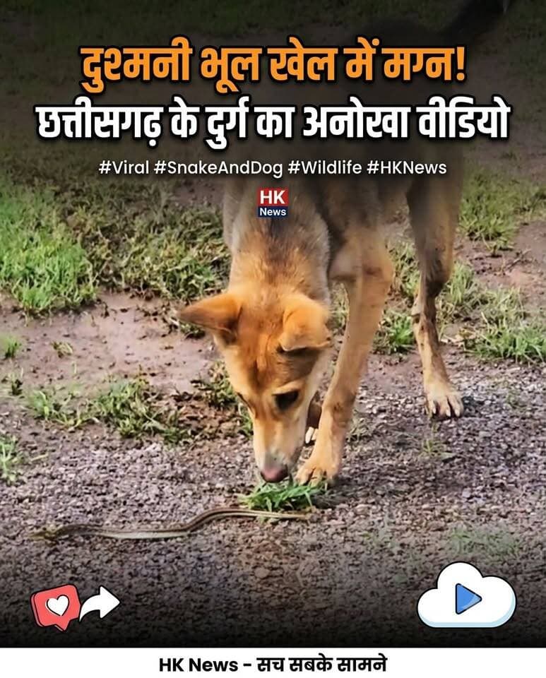 सांप और कुत्ते की अनोखी 'जुगलबंदी'! दुर्ग से सामने आया हैरान करने वाला वीडियो 🐕🐍
छत्तीसगढ़ के दुर्ग जिले में एक शादी घर के सामने खुले मैदान में दिखा कुदरत का अनोखा और दुर्लभ नजारा। जहां आमतौर पर सांप और कुत्ते एक-दूसरे के जानी दुश्मन माने जाते हैं, वहीं इस मैदान में दोनों एक-दूसरे के साथ खेल के अंदाज में आमने-सामने नजर आए।
इस हैरान कर देने वाले पल को HK News के कैमरे ने कैद किया है। वीडियो तेजी से लोगों का ध्यान खींच रहा है।
आप इस अनोखे नजारे के बारे में क्या सोचते हैं—यह खेल है या कुदरत की कोई खास जुगलबंदी? कमेंट में जरूर बताएं!
#Chhattisgarh #Durg #DurgNews #HKNews #ViralVideo #SnakeAndDog #Wildlife #ViralReels #ShockingVideo
