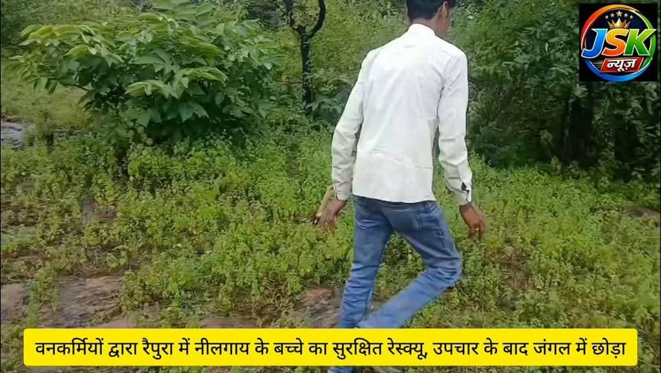 वनकर्मियों द्वारा रैपुरा में नीलगाय के बच्चे का सुरक्षित रेस्क्यू, उपचार के बाद जंगल में छोड़ा