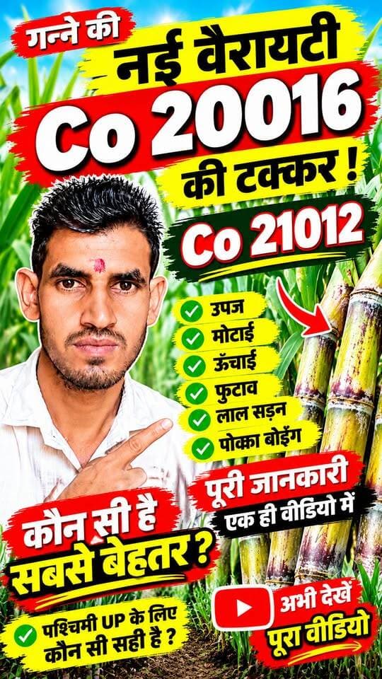 Co 20016 vs Co 21012 🔥 गन्ने की नई वैरायटी में कौन देगी टक्कर? पूरी जानकारी #Co20016 #Co21012 #Ganna #GanneKiNayiVariety
#KisanSathi