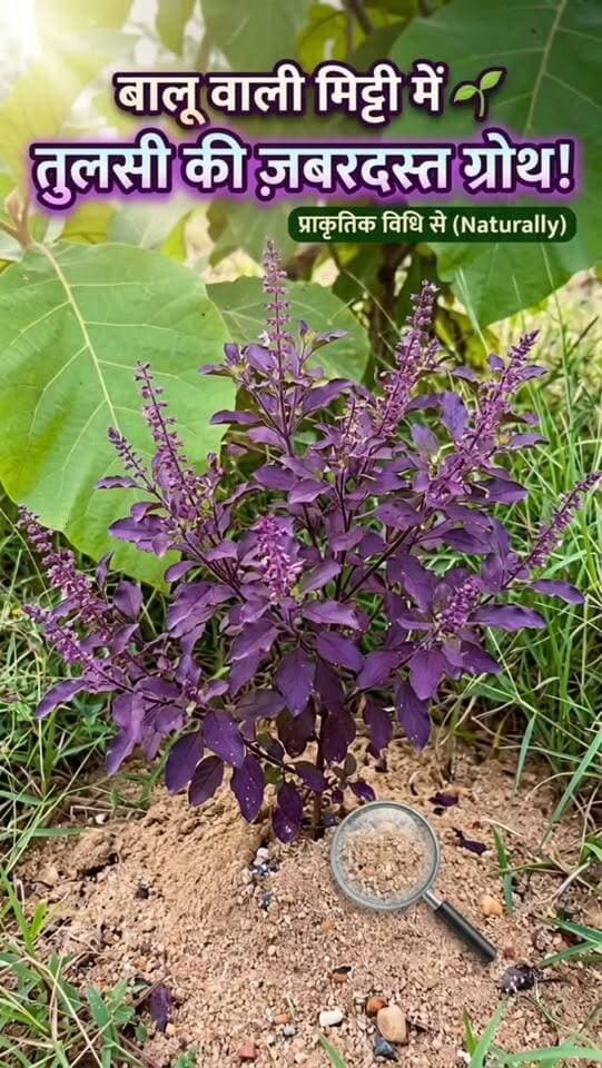 🌿 बालू वाली मिट्टी में तुलसी की शानदार ग्रोथ 🌿
इस वीडियो में देखिए, हमने तुलसी का पौधा बालू वाले खेत में लगाया है और यह पौधा बहुत अच्छी तरह से बढ़ रहा है। प्राकृतिक तरीके से पौधों की देखभाल करके अच्छी वृद्धि प्राप्त की जा सकती है।
🌱 तुलसी लगाइए, प्रकृति बचाइए और हरियाली बढ़ाइए।
#तुलसी #प्राकृतिकखेती #जैविकखेती #देसीपौधे #NaturalFarming OrganicFarming