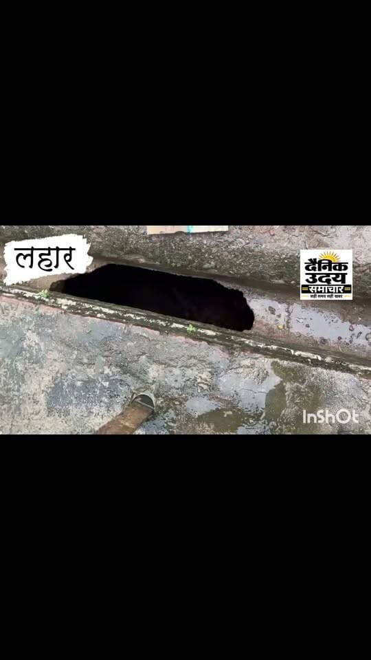 *बड़ी ख़बर*
*लहार के ग्राम अखदेवा में नाली के नीचे निकली सुरंग* #BhindNews #भिंड #fbreels #BreakingNews #bhind