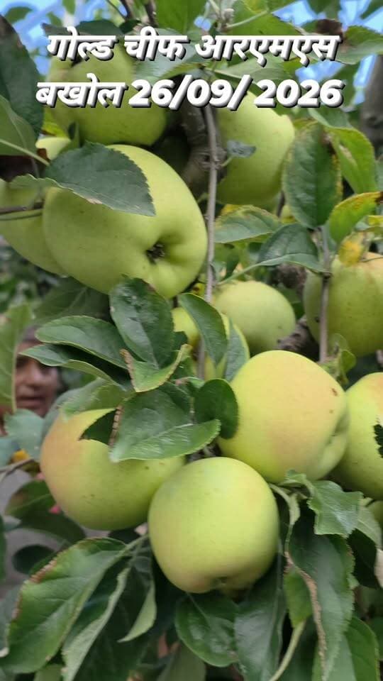गोल्ड चीफ आरएमएस बखोल 26/09/ 2026