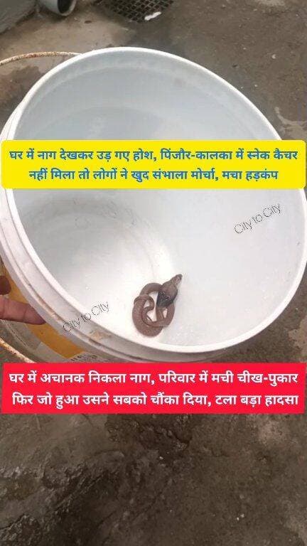 पिंजौर के बैरागी मौहल्ले में घर के अंदर नाग ने मचाया हड़कंप, बाल्टी में पकड़कर जंगल में छोड़ा
पिंजौर-कालका कहीं नही मिला कोई स्नेक कैचर, परिजनों ने खुद ही संभाला मोर्चा
#pinjore #kalka #panchkula #haryana #news #HMT #snake