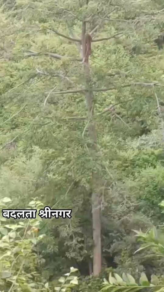 पौड़ी जनपद में 60 फीट ऊंचे सेमल के पेड़ पर चढ़ा गुलदार… नीचे गांव, ऊपर खौफ!
यमकेश्वर के ढूंगा गांव में उस वक्त हड़कंप मच गया, जब ग्रामीणों ने करीब 60 फीट ऊंचे सेमल के पेड़ पर गुलदार को बैठे देखा।
गुलदार पेड़ पर बैठकर लगातार गांव की ओर देख रहा था। रास्ते से गुजर रहे एक ग्रामीण की नजर पड़ी तो सूचना फैलते ही लोग जुट गए। कुछ ग्रामीणों ने हिम्मत कर गुलदार का वीडियो बना लिया।
शोर मचने पर गुलदार पेड़ से नीचे कूदा और जंगल की ओर भाग गया।
लेकिन सवाल यह है कि गांव के इतने करीब गुलदार की लगातार मौजूदगी आखिर कब तक ग्रामीणों को डराती रहेगी?
ग्रामीणों ने वन विभाग से गश्त बढ़ाने और गुलदार को पकड़ने के लिए पिंजरा लगाने की मांग की है। वन विभाग ने भी क्षेत्र में गश्त बढ़ाने की बात कही है।
📍 यमकेश्वर | ढूंगा गांव
🎥 वीडियो सोशल मीडिया पर वायरल
#Uttarakhand #Yamkeshwar #Leopard #Wildlife #Dehradun