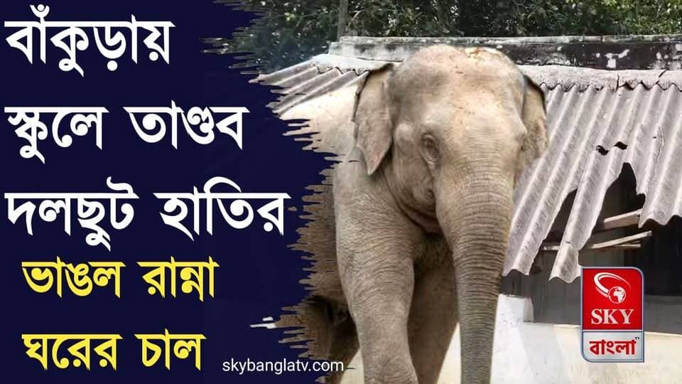 বাঁকুড়ায় স্কুলে তাণ্ডব দলছুট হাতির, ভাঙল মিড-ডে মিলের চাল
#elephant #ElephantNews #Bankura #bankuranews #bankuradistrictforest #highlights #skybangla