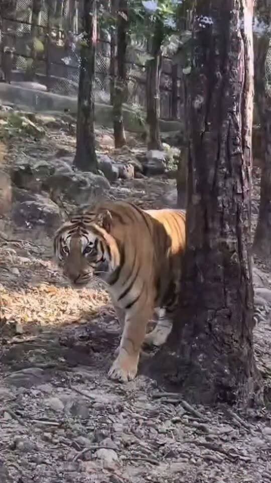 गांधी प्राणी उद्यान में देहरादून से लाया गया नर टाइगर, 7 से 10 दिन क्वारंटाइन में रहेगा,
ग्वालियर। गांधी प्राणी उद्यान (चिड़ियाघर) में टाइगर प्रजाति में भविष्य में होने वाली आनुवांशिक बीमारियों से बचाव तथा टाइगर समूह में आनुवंशिक विविधता बनाए रखने के उद्देश्य से टाइगर का विनिमय किया जा रहा है। केंद्रीय चिड़ियाघर प्राधिकरण, नई दिल्ली की अनुमति के उपरांत देहरादून जू से एक यलो टाइगर नर को ग्वालियर लाया गया है। इसके बदले गांधी प्राणी उद्यान ग्वालियर से एक व्हाइट टाइगर नर को देहरादून जू भेजा जाना प्रस्तावित है।
क्यूरेटर श्री गौरव परिहार ने जानकारी देते हुए बताया कि वर्तमान में गांधी प्राणी उद्यान में कुल 10 टाइगर, जिनमें 5 नर एवं 5 मादा शामिल हैं, संरक्षित हैं। टाइगर समूह में आनुवंशिक विविधता बनाए रखने तथा भविष्य में होने वाली आनुवांशिक बीमारियों की संभावनाओं को कम करने के लिए समय-समय पर टाइगर का विनिमय आवश्यक माना जाता है।
नगर निगम आयुक�