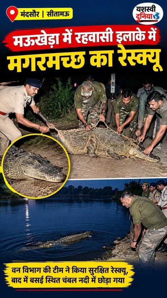 रात 2:30 बजे मऊखेड़ा में रहवासी इलाके में मगरमच्छ दिखने से मचा हड़कंप 🐊 वन विभाग की टीम ने मौके पर पहुंचकर सुरक्षित रेस्क्यू किया और बसई स्थित चंबल नदी में छोड़ा। टीम की तत्परता से टला बड़ा खतरा।
#मंदसौर #सीतामऊ #मऊखेड़ा #मगरमच्छ #रेस्क्यू #यशस्वीदुनिया