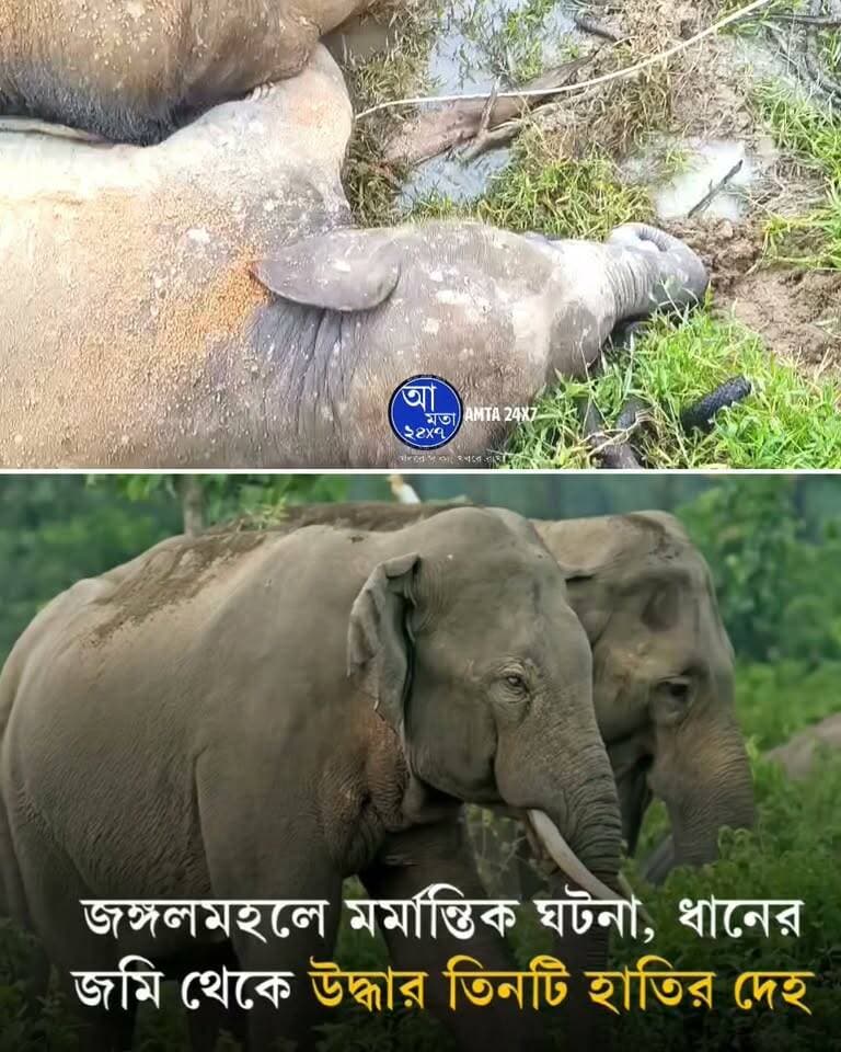 জঙ্গলমহলে একসঙ্গে তিনটি হাতির মৃ*ত্যু | ধানের জমি থেকে উদ্ধার হয়েছে তিনটি হাতির দে*হ | পাশেই ছিল বিদ্যুতের তার |
#হাতি #জঙ্গলমহল