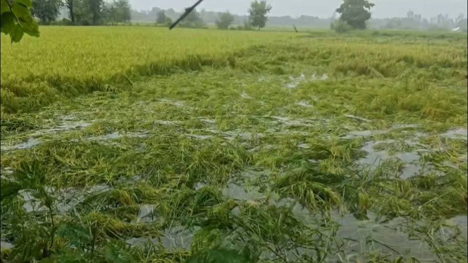 कासगंज-लगातार हो रही बारिश से किसानों की धान और बाजरे की फसलें बर्बाद,किसानों पर आफत बन कर टूटी बारिश और तेज हवाएं।
