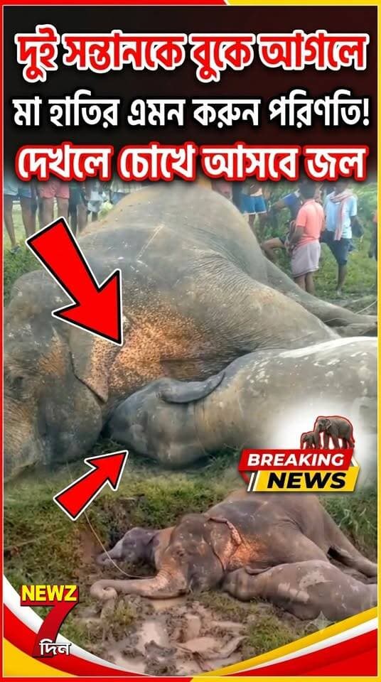 দুই সন্তানকে বুকে আগলে মা হাতির এমন করুন পরিণতি! মেদিনীপুরে বিদ্যুৎপৃষ্ট হয়ে এমন কাণ্ডে, চোখে জল আসবে
#হাতি #মা_হাতি #হাতির_শাবক #Elephant #BabyElephant #ElephantFamily #ElephantRescue #ElephantNews #Wildlife #WildlifeNews #WildlifeConservation #SaveElephants #ElephantProtection #HumanAnimalConflict #AnimalNews #WestBengal #Medinipur #Midnapore #মেদিনীপুর #পশ্চিমবঙ্গ #বনদপ্তর #বনজীবন #বন্যপ্রাণী #বন্যপ্রাণ_সংরক্ষণ #হাতি_বাঁচান #প্রকৃতি #ViralNews #BreakingNews #TrendingNews #ViralVideo