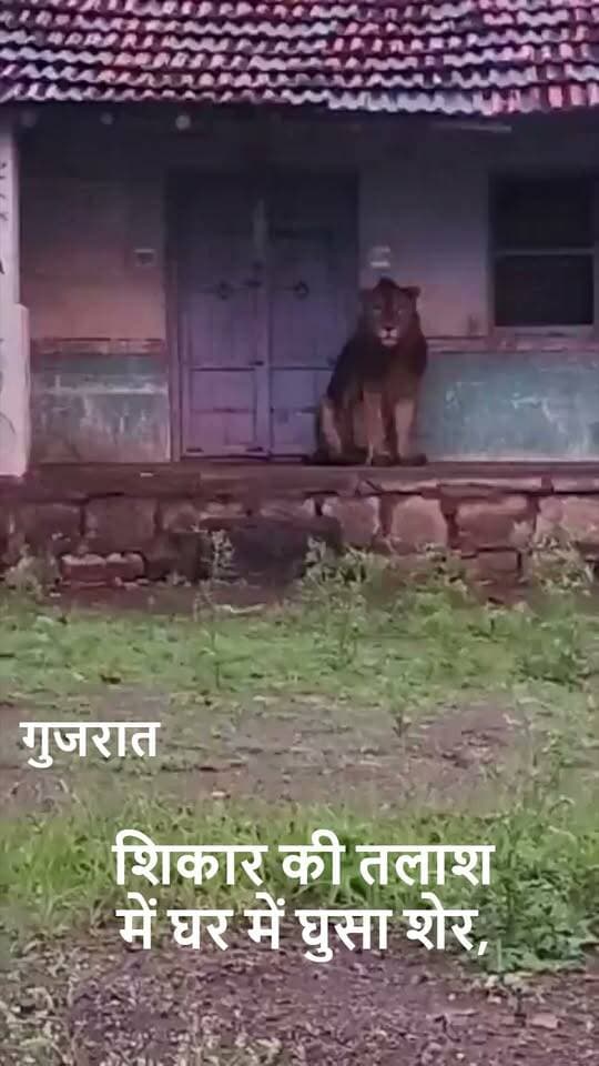 शिकार की तलाश में घर में घुसा शेर! 🦁 गुजरात के अमरेली के धारी क्षेत्र में दितला गांव के पास रिहायशी इलाके में पहुंचा शेर, घर में घुसने का वीडियो सोशल मीडिया पर वायरल।