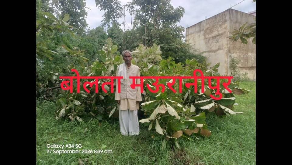 मऊरानीपुर बंगरा ब्लॉक के पलरा में बारिश और तेज हवा के चलते किसान किशन हरदास श्रीवास के सगौना के चालीस पेड़ गिरे पांच पेड़ हुए क्षतिग्रस्त पेड़ों की कीमत लाखों बताई जा रही