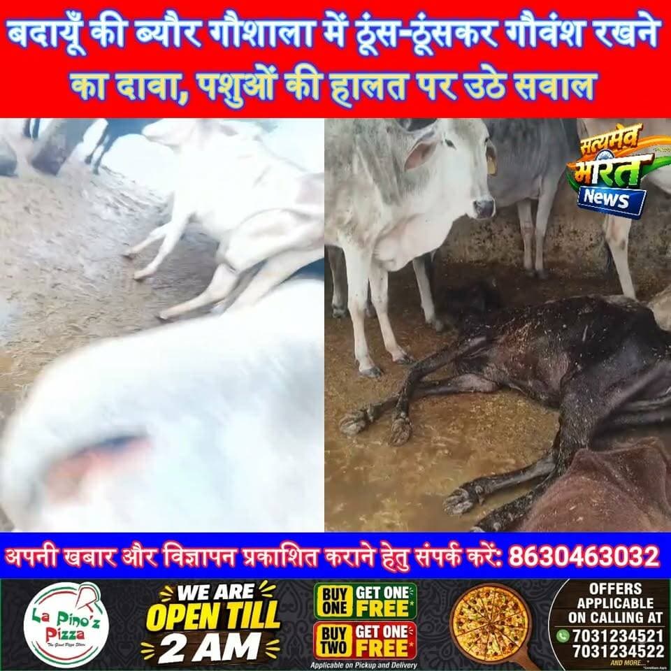 बदायूँ की ब्यौर गौशाला में ठूंस-ठूंसकर गौवंश रखने का दावा, पशुओं की हालत पर उठे सवाल #Budaun #Gaushala #CowCare #LocalNews #SatyamevBharatNews सत्यमेव भारत न्यूज Vikendra Sharma Er Rana Pratap Singh Tejan Rastogi