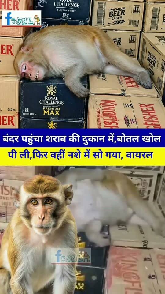 ठेके में घुसकर बंदर ने गटक ली शराब! फिर वहीं मारने लगा खर्राटे...
झारखंड के रांची स्थित ओरमांझी से बंदर का यह हैरान करने वाला वीडियो सामने आया है। बताया जा रहा है कि बंदर दुकान में घुसा, शराब की बोतल उठाकर पी और काउंटर पर मौजूद कर्मचारी को काट दिया। इसके बाद वह दुकान में ही गहरी नींद में सो गया।घटना की सूचना मिलने पर रेस्क्यू टीम मौके पर पहुंची और बंदर को सुरक्षित बाहर निकाला..
#vairal #News #Ranchi #Jharkhand #Monkey