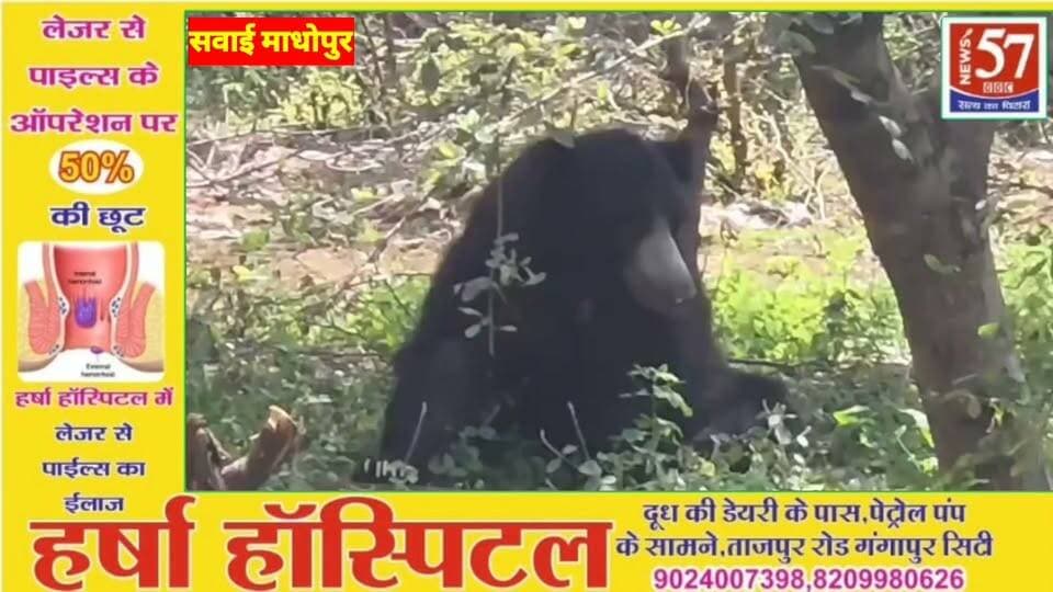 सवाई माधोपुर सीता माता मेले में भालू की दस्तक, वन विभाग ने संभाला मोर्चा