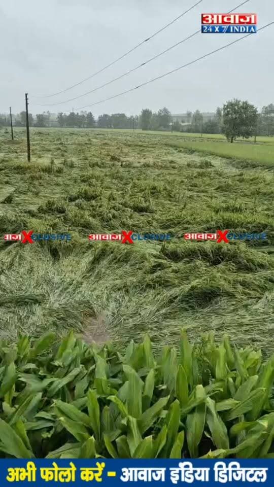 जिले में बरसात ने किसानों की बढ़ाई टेंशन, धान की फसल को पहुंचाया नुकसान...