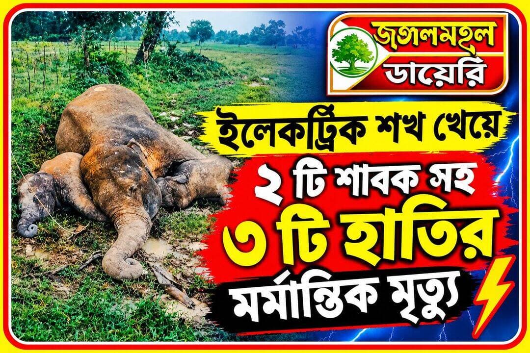 <nis:link nis:type=tag nis:id=breakingnews nis:value=BreakingNews nis:enabled=true nis:link/> <nis:link nis:type=tag nis:id=highlightseveryone nis:value=highlightseveryone nis:enabled=true nis:link/> <nis:link nis:type=tag nis:id=viralreelschallenge nis:value=viralreelschallenge nis:enabled=true nis:link/> <nis:link nis:type=tag nis:id=trendingnow nis:value=trendingnow nis:enabled=true nis:link/> <nis:link nis:type=tag nis:id=electricshock nis:value=ElectricShock nis:enabled=true nis:link/> <nis:link nis:type=tag nis:id=forest nis:value=forest nis:enabled=true nis:link/> <nis:link nis:type=tag nis:id=elephant nis:value=elephant nis:enabled=true nis:link/> <nis:link nis:type=tag nis:id=wbgovt nis:value=WBGovt nis:enabled=true nis:link/>