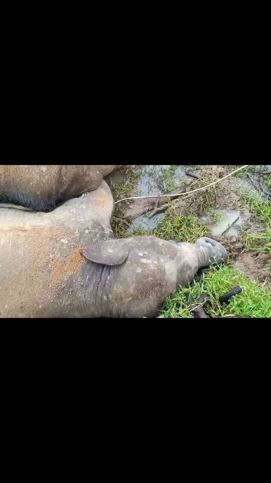 গজরাজের মর্মান্তিক মৃত্যু ঘিরে চাঞ্চল্য।
#BreakingNews #elephant