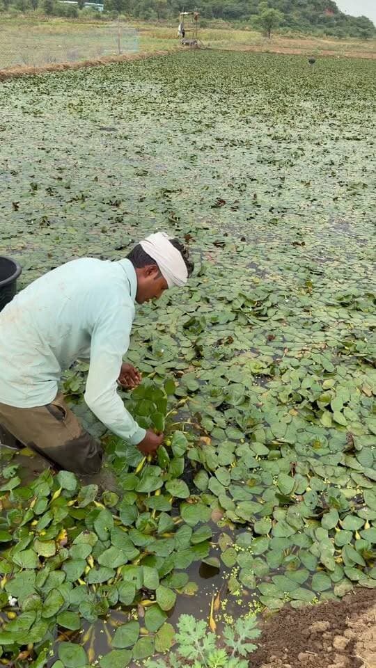 5 बिस्वा में 2 लाख रुपए की कमाई
मात्र 90 days में
#रील