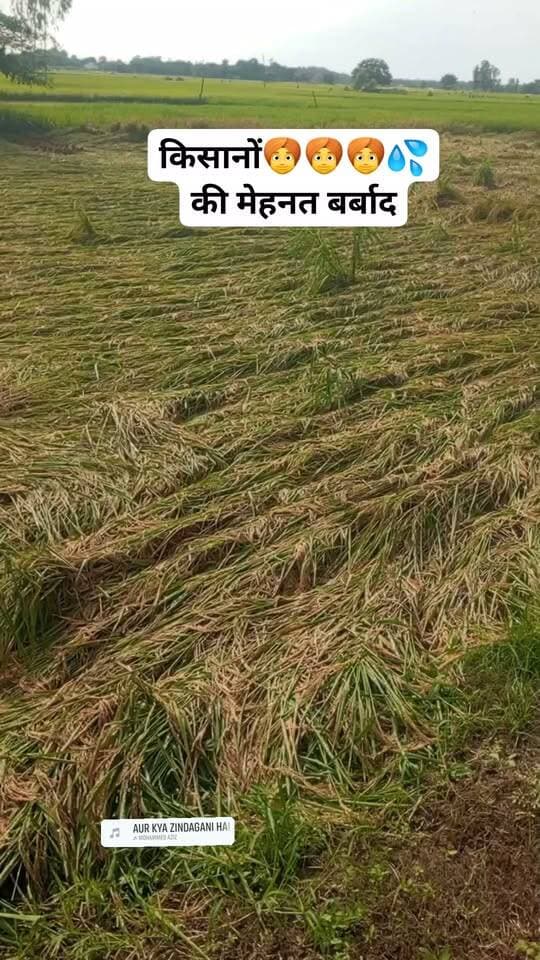 किसानों की मेहनत बर्बाद #reelsviralシ #reelsviral #kisan #kisanlife #BARBADI #farmers #farming