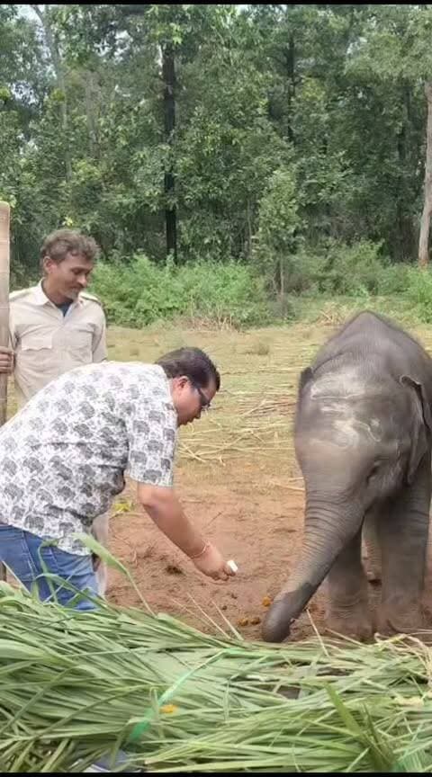 बांधवगढ़ हाथी महोत्सव.
