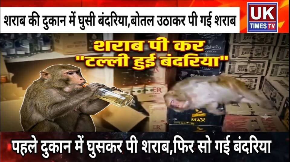 शराब की दुकान में घुस कर बंदरिया ने पी शराब,नशा चढ़ा तो पेटियों पर ही लगा ली झपकी!