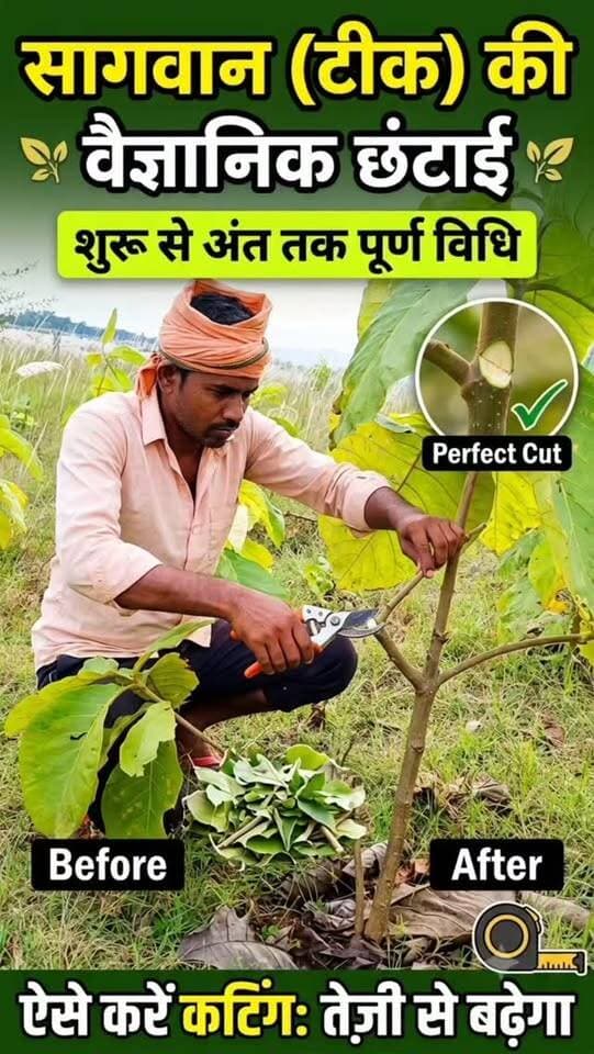🌳 सागवान के पौधों की कटिंग (छंटाई) का कार्य किया जा रहा है। बेहतर वृद्धि के लिए पौधों की सही देखभाल जरूरी है। 🌱