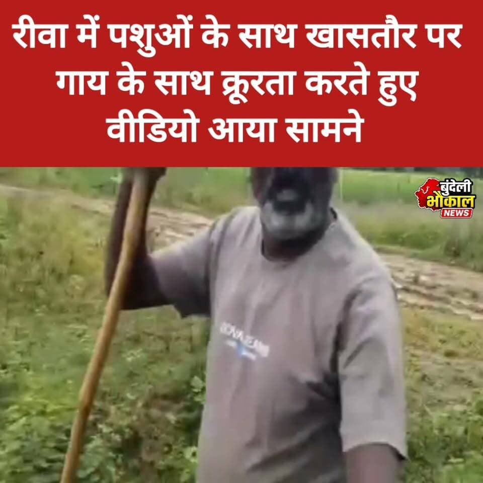 रीवा में पशुओं के साथ खासतौर पर गाय के साथ क्रूरता करते हुए वीडियो आया सामने....
#viralreelschallenge #viralreels #mp #BreakingNews #मध्यप्रदेश #SadNews