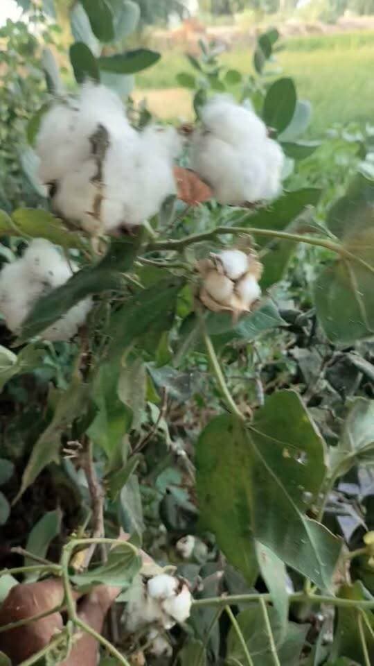 दोस्तों नमस्कार इस नरमे के बीच के बारे में जरूर बताएं यह नरमे का पौधा अपने आप उगा हुआ है बीज कौन सा है यह पता नहीं लेकिन यह भी हाइब्रिड तो नहीं हो सकता देसी वैरायटी में हो सकता है या फिर हाइब्रिड हो सकता है इसका तो पता नहीं है पिछली बार भी एक पौधा ऐसे हुआ था अबकी बार भी यह हुआ है मुख्य बात यह है कि इसमें सुंडी का प्रकोप नहीं आया है लेकिन हरा तेला काला तेला मिली बग की चपेट में आ चुका है क्योंकि किसी प्रकार का पेस्टिसाइड इसमें नहीं डाला गया है किसी प्रकार का उर्वरक भी नहीं दिया गया इसको कमेंट बॉक्स में कमेंट जरुर करें