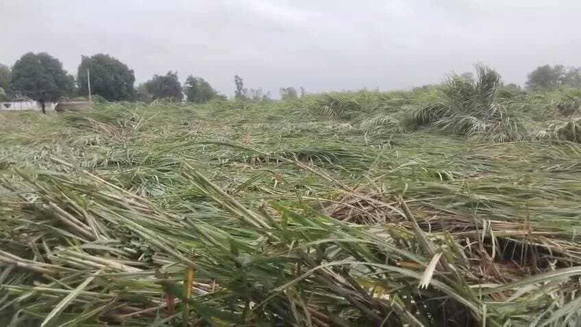 बारिश के साथ तेज हवाओं ने बर्बाद की किसानों की फसलें
#CMYogiAdityanath
#lakhimpurkhirinews
#dmkheri
#upnews
#LatestNews
