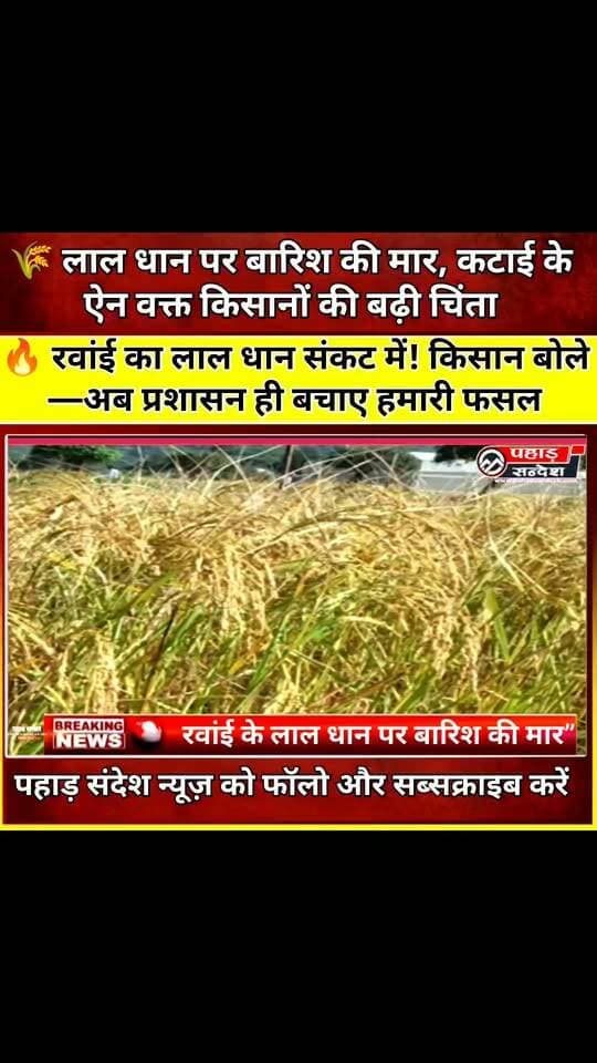 🌾 लाल धान पर बारिश की मार, कटाई के ऐन वक्त किसानों की बढ़ी चिंता .....
#LalDhaan #RawainValley #Purola #Uttarkashi #UttarakhandNews #FarmersNews #KisanNews #RainAlert #CropDamage #RedRice #Rawain #PurolaNews #UttarkashiNews #KhetiKisani #KisanKiMehnat #WeatherUpdate #UttarakhandFarmers #BreakingNews #ViralNews #PahadSandesh