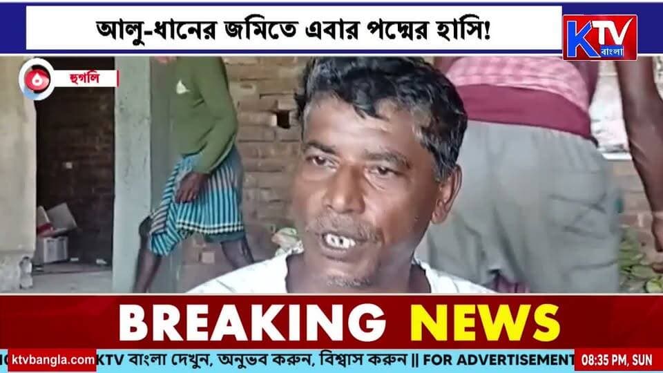 আলু-ধানের জমিতে এবার পদ্মের হাসি! পান্ডুয়ায় বিকল্প চাষে স্বাবলম্বী শতাধিক কৃষক
#LotusFarming #AlternativeFarming #Pandua #Hooghly #WestBengalFarmers #FarmersSuccess #AgricultureNews #RuralEconomy #SelfReliantFarmers #KTVBangla