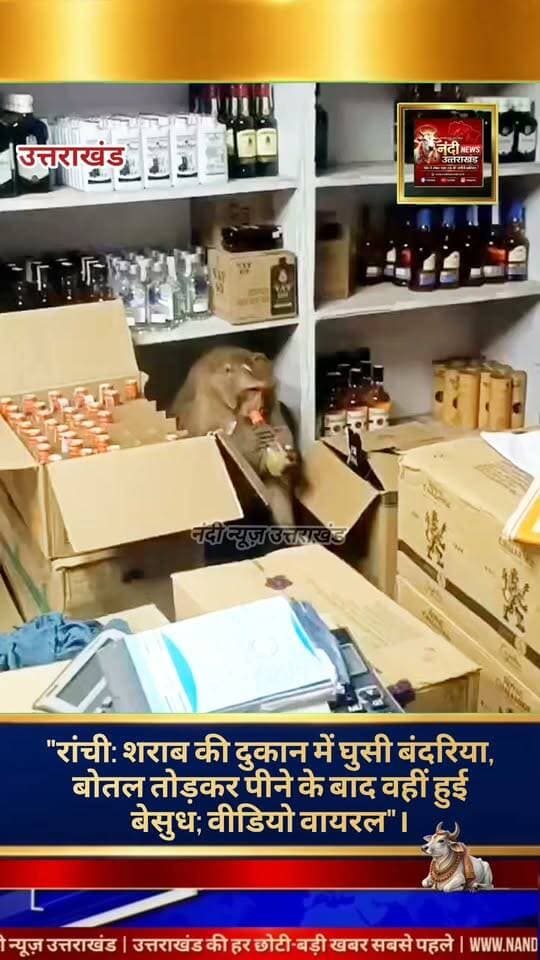 रांची के ओरमांझी ब्लॉक चौक स्थित एक सरकारी शराब की दुकान में उस समय बेहद अजीबोगरीब और हैरान कर देने वाला नजारा देखने को मिला, जब एक बंदरिया अचानक दुकान के भीतर दाखिल हो गई. दुकान में मौजूद सेल्समैन और ग्राहक अभी कुछ समझ पाते, इससे पहले ही बंदरिया ने रैक पर रखी शराब की बोतलों की तरफ रुख कर लिया. प्रत्यक्षदर्शियों के अनुसार, प्यास से बेहाल नजर आ रही इस बंदरिया ने बड़ी फुर्ती से शराब की एक बोतल को उठाया, उसे नीचे गिराकर तोड़ा और उसमें से वाइन गटकने लगी
शराब की दुकान के कर्मचारियों ने पहले तो उसे भगाने का प्रयास किया, लेकिन वन्यजीव के आक्रामक तेवर देखकर वे पीछे हट गए. कुछ ही मिनटों में शराब पीने के बाद बंदरिया को गहरा नशा चढ़ गया और वह दुकान के भीतर ही कार्टन व काउंटर के ऊपर बेसुध होकर सो गई. सेल्समैनों ने इस पूरी घटना का अपने मोबाइल कैमरों में वीडियो रिकॉर्ड कर लिया, जो अब सोशल मीडिया पर तेजी से वायरल हो रहा है.
घटना की सूचना मिलने के बाद स्थानीय लोगों की भारी भीड़ वाइन शॉप के बाहर जमा हो गई. बाद में वन विभाग या रेस्क्यू टीम को सूचित किया गया ताकि जीव को सुरक्षित प्राकृतिक आवास में वापस छोड़ा जा सके।
"उत्तराखंड की हर बड़ी खबर सबसे पहले पाने के लिए Nandi News Uttarakhand को Follow करें।"
#Uttarakhand #Dehradun #NandiNews #BreakingNews #UttarakhandNews #Haridwar #viralvideo #Ranchi #Zharkhand #Monkeylover #Forest