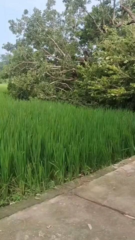 गिरे पेड़ से रास्ता बाधित, ग्रामीणों ने प्रशासन से हटाने की मांग
बस्ती। थाना सोनहा क्षेत्र के ग्राम उखड़ा में 26 सितंबर की शाम करीब 7 बजे सड़क पर पेड़ गिर गया। पेड़ नहीं हटाए जाने से रास्ता बाधित है और लोगों को आवागमन में परेशानी हो रही है। ग्रामीण विपिन यादव पुत्र शंभू प्रसाद यादव ने प्रशासन से गिरे पेड़ को जल्द हटाकर रास्ता सुचारु कराने की मांग की है।
#बस्ती #सोनहा #भानपुर #उखड़ा #रास्ताबाधित #प्रशासन #ग्रामीणोंकीमांग #निर्मलअपडेट्स