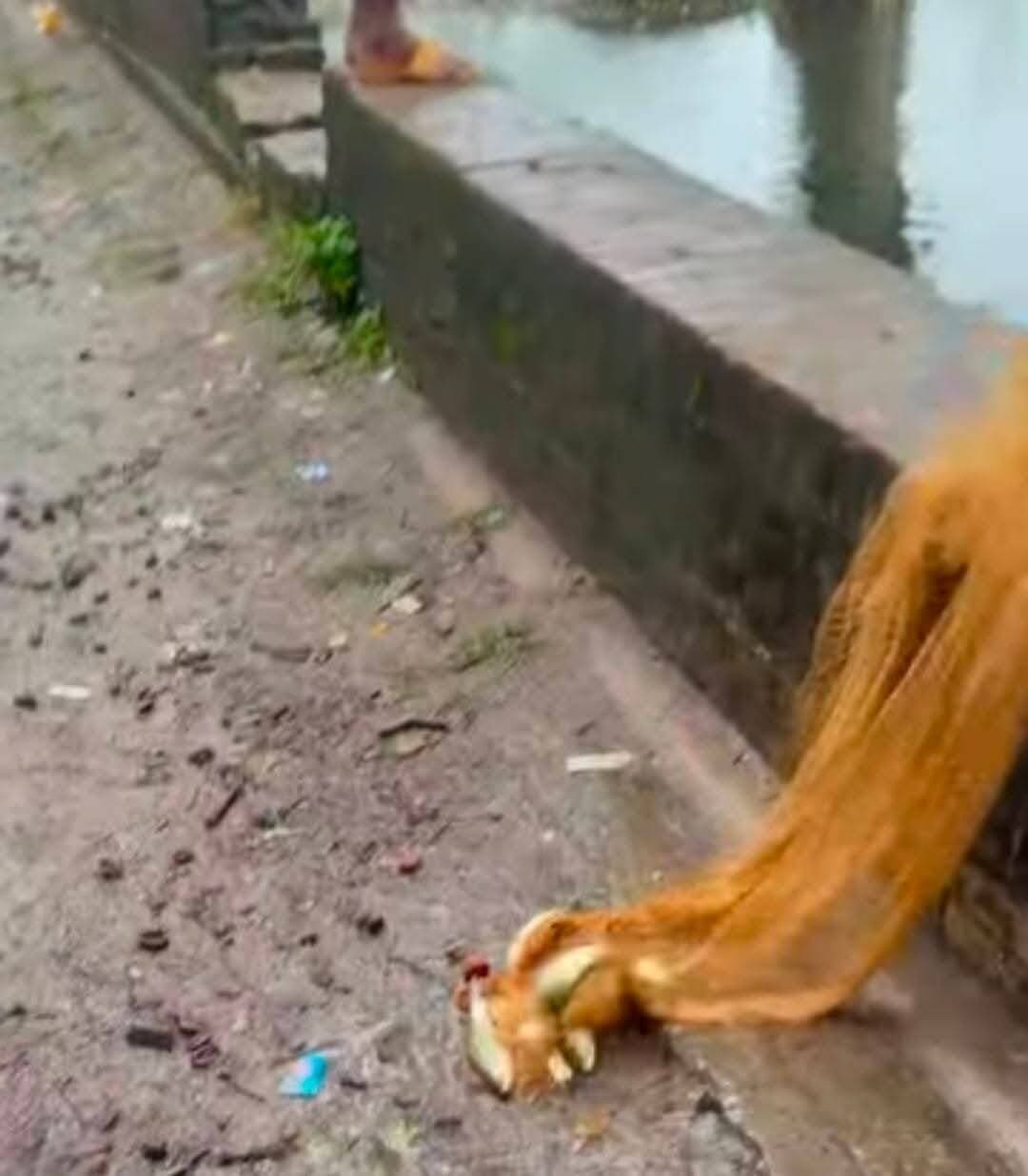 हरदोई के सांडी रोड इलाके में भारी बारिश और जलभराव के बाद नाले का पानी सड़क व आसपास के निचले इलाकों में भरने से मछलियां बाहर आ गईं।
घटना का मुख्य विवरण:
सांडी रोड स्थित नाला और मुख्य सड़क मार्ग, हरदोई।
लगातार बारिश या आसपास के जलस्रोतों के उफान पर आने से नाले का पानी सड़कों और किनारों तक फैल गया।
मछली पकड़ने की होड़: पानी के तेज बहाव के साथ नाले और आस-पास के तालाबों से कई छोटी-बड़ी मछलियां सड़क के किनारे आ गईं। स्थानीय लोगों की प्रतिक्रिया: सड़क किनारे मछलियां दिखने पर राहगीर और स्थानीय ग्रामीण जाल लेकर मौके पर पहुंचे और मछली पकड़ने लगे।
