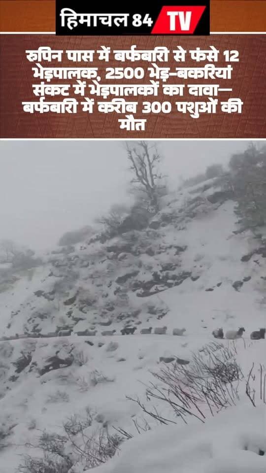 रुपिन पास में बर्फबारी से फंसे 12 भेड़पालक, 2500 भेड़-बकरियां संकट में
भेड़पालकों का दावा—बर्फबारी में करीब 300 पशुओं का नुक़सान
शिमला/किन्नौर। सांगला और डोडरा-क्वार के बीच स्थित रुपिन पास क्षेत्र में भारी बर्फबारी के कारण दो डेरों के करीब 12 भेड़पालक लगभग ढाई हजार भेड़-बकरियों के साथ फंस गए हैं। भेड़पालकों के अनुसार लगातार हो रही बर्फबारी और खराब मौसम के चलते उनके सामने पशुओं को बचाने का संकट खड़ा हो गया है।