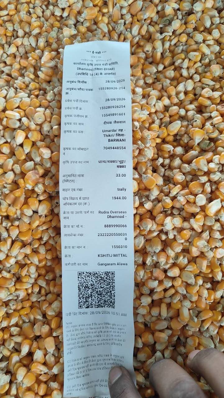 बैंक हड़ताल स्थगित होने से आज मंडी में मक्का की नीलामी चालू हुई, कुछ वाहनों को आवक
आज मक्का 1662 से 1900 तक बिकी, कुछ सूकी मक्का 2300 तक भी बिकी
Dhamnod Mandi Bhav - धामनोद मंडी भाव #dhamnodmandibhav #MandiNews #makkamandibhav #makkarates #makkakamandirates #MandiNewsToday