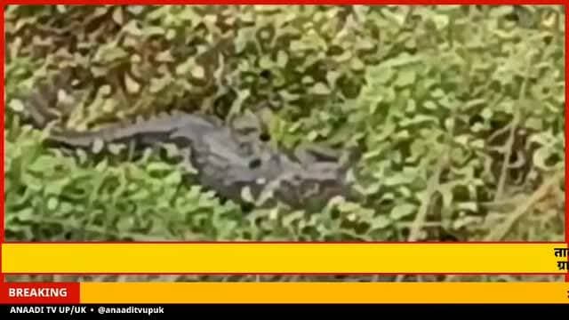 #अलीगढ़ छोटे जवां के तालाब में दिखा मगरमच्छ का बच्चा, ग्रामीणों में दहशत का माहौल , सूचना मिलते ही मौके पर पहुंची वन विभाग की टीम