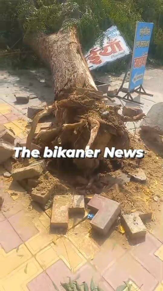 कल रात को आई तेज़ बरसात में मुक्ताप्रसाद में वर्षो पुराना भारी भरकम पेड़ जड़ से उखड़कर गिरा,कोई जनहानि नही...