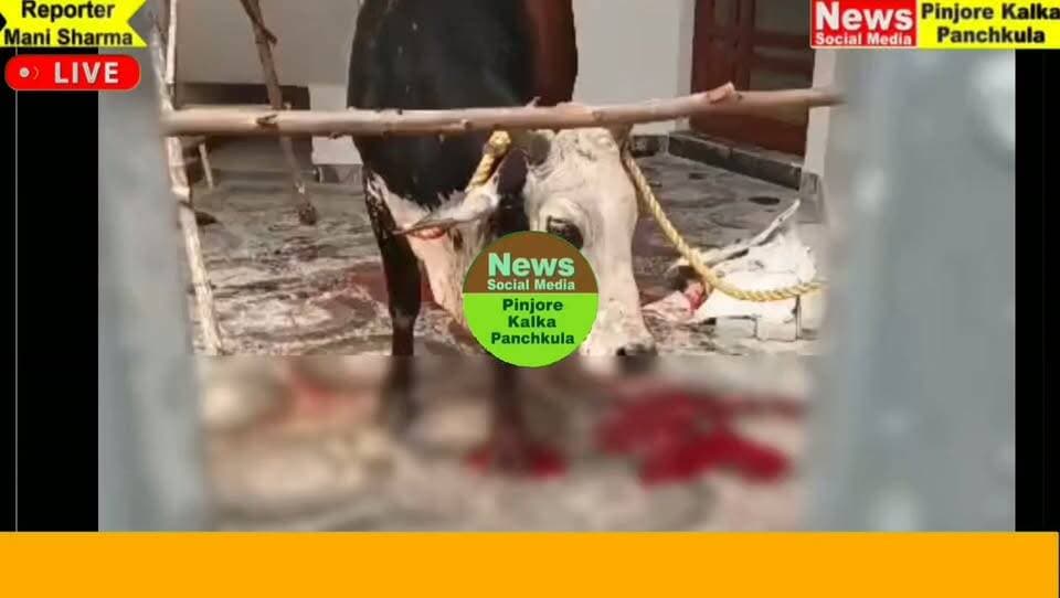 घायल अवस्था में घूम रहे नंदी का स्थानीय लोगों ने किया उपचार, पेश की मानवता की मिसाल।Like /comment /share / follow instagram and you tube subscribe
https://nsmpkp.com News Social Media Pinjore Kalka Panchkula Reporter mani Pinjore / kalka 28-9-2026,
my E-mail:manisharma4009@ gmail.com what's app no:-9896944009
https://youtu.be/MX20kKOHg6U?si=NHe4vYtXmje2E8PC